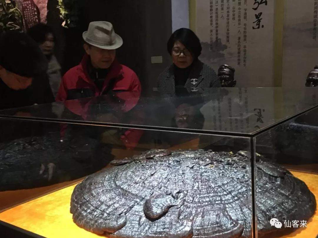 中國靈芝十大品牌|仙客來靈芝|仙客來靈芝破壁孢子粉|仙客來孢子油|仙客來靈芝飲片|仙客來破壁孢子粉|仙客來靈芝中藥飲片|馳名商標|www.sinishell.cn|