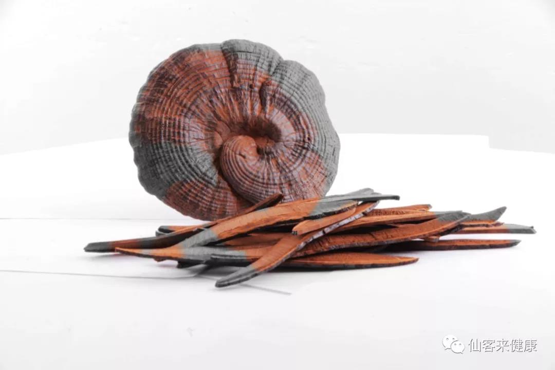 中國靈芝十大品牌|仙客來靈芝|仙客來靈芝破壁孢子粉|仙客來孢子油|仙客來靈芝飲片|仙客來破壁孢子粉|仙客來靈芝中藥飲片|馳名商標(biāo)|www.sinishell.cn|