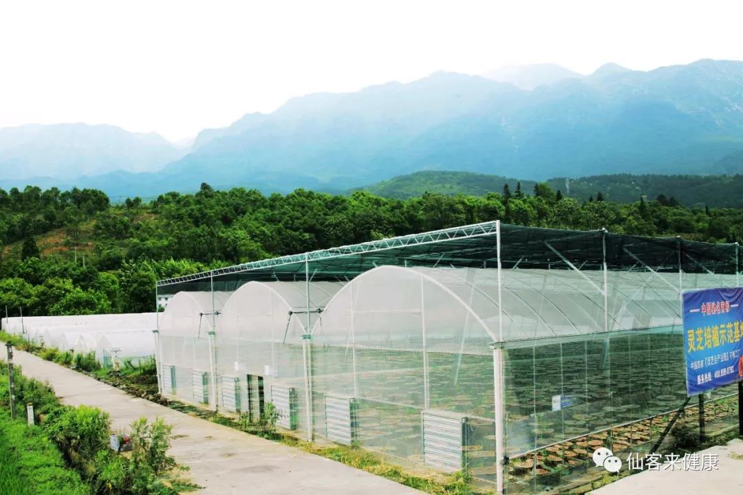 中國靈芝十大品牌|仙客來靈芝|仙客來靈芝破壁孢子粉|仙客來孢子油|仙客來靈芝飲片|仙客來破壁孢子粉|仙客來靈芝中藥飲片|馳名商標(biāo)|www.sinishell.cn|