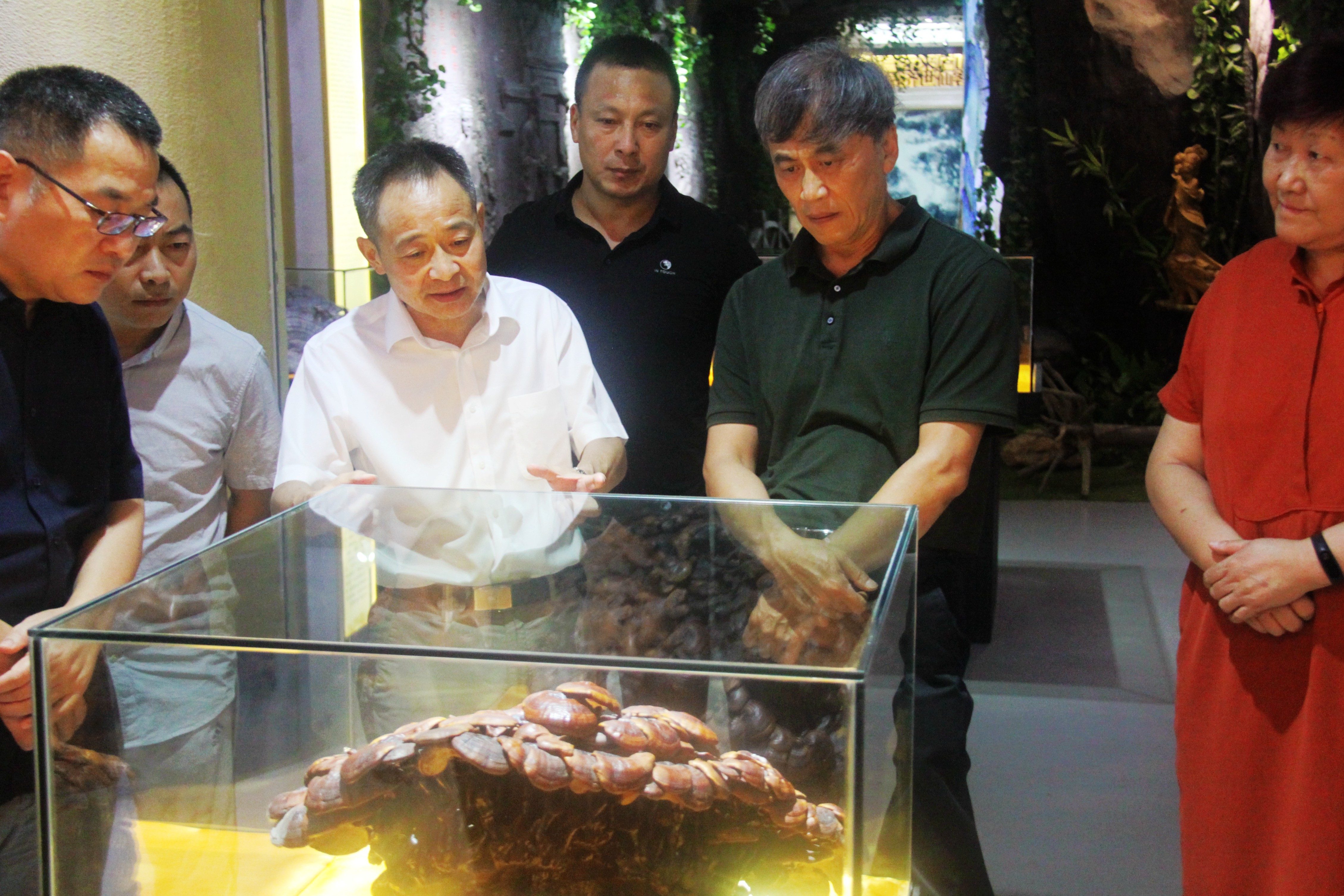 中國(guó)靈芝十大品牌|仙客來(lái)靈芝|仙客來(lái)靈芝破壁孢子粉|仙客來(lái)孢子油|仙客來(lái)靈芝飲片|仙客來(lái)破壁孢子粉|仙客來(lái)靈芝中藥飲片|馳名商標(biāo)|www.sinishell.cn|