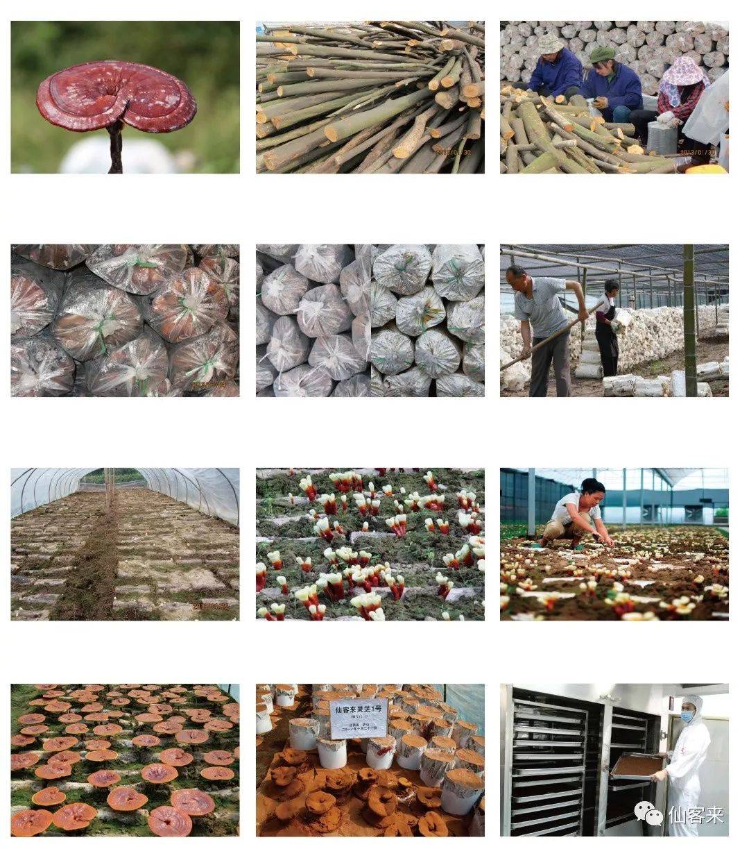 中國靈芝十大品牌|仙客來靈芝|仙客來靈芝破壁孢子粉|仙客來孢子油|仙客來靈芝飲片|仙客來破壁孢子粉|仙客來靈芝中藥飲片|馳名商標|www.sinishell.cn|