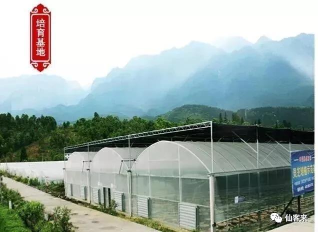 中國靈芝十大品牌|仙客來靈芝|仙客來靈芝破壁孢子粉|仙客來孢子油|仙客來靈芝飲片|仙客來破壁孢子粉|仙客來靈芝中藥飲片|馳名商標(biāo)|www.sinishell.cn|