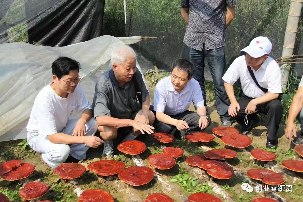 杭州亞運會官方靈芝產(chǎn)品供應(yīng)商|杭州亞運會官方供應(yīng)商|中國靈芝十大品牌|仙客來靈芝|仙客來靈芝破壁孢子粉|仙客來孢子油|仙客來靈芝飲片|仙客來破壁孢子粉|靈芝孢子油|孢子粉|靈芝破壁孢子粉|靈芝|中華老字號