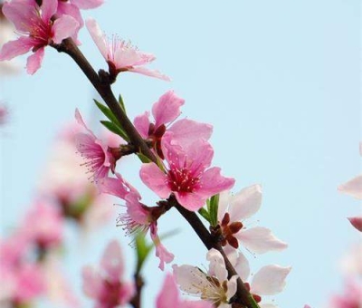 清明小長假謹防疫情！健康長壽請謹記這“三個字”